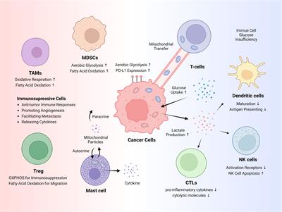 Mitochondrial regulation in the tumor microenvironment: targeting mitochondria for immunotherapy